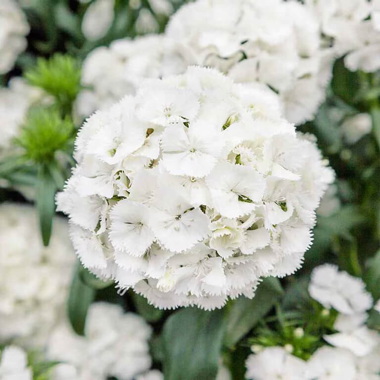 White Sweet William Seeds - Flower Plant for Home Gardens