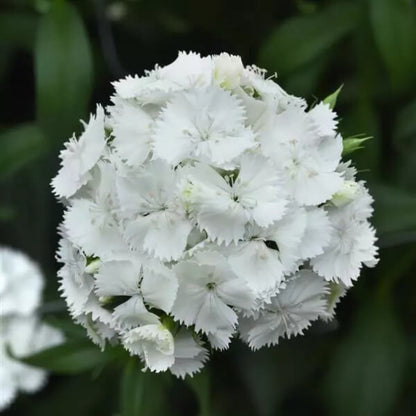 White Sweet William Seeds - Flower Plant for Home Gardens