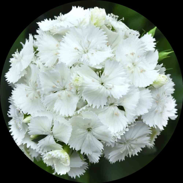 White Sweet William Seeds - Flower Plant for Home Gardens