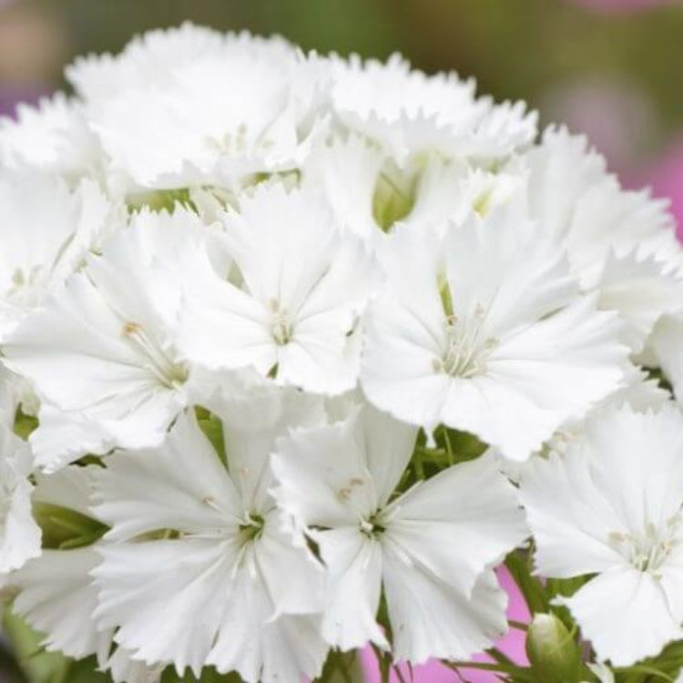 White Sweet William Seeds - Flower Plant for Home Gardens