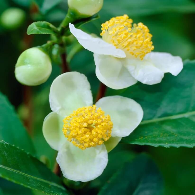 White Tea Plant Seeds