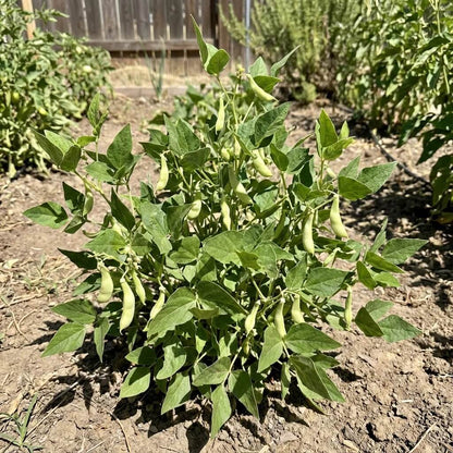 White Tepary Bean Seeds