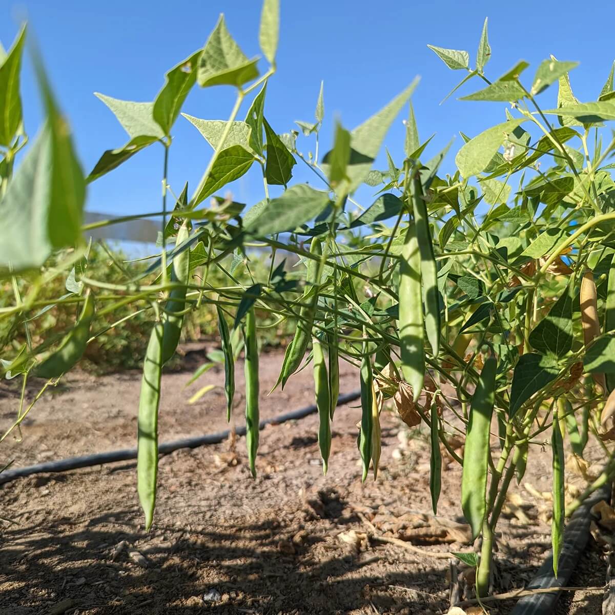 White Tepary Bean Seeds