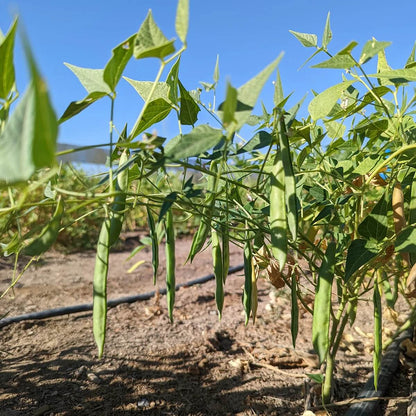 White Tepary Bean Seeds