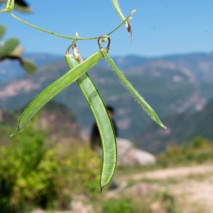 White Tepary Bean Seeds