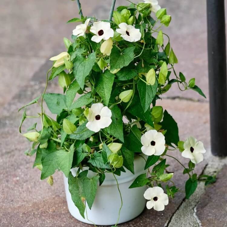 White Thunbergia Seeds