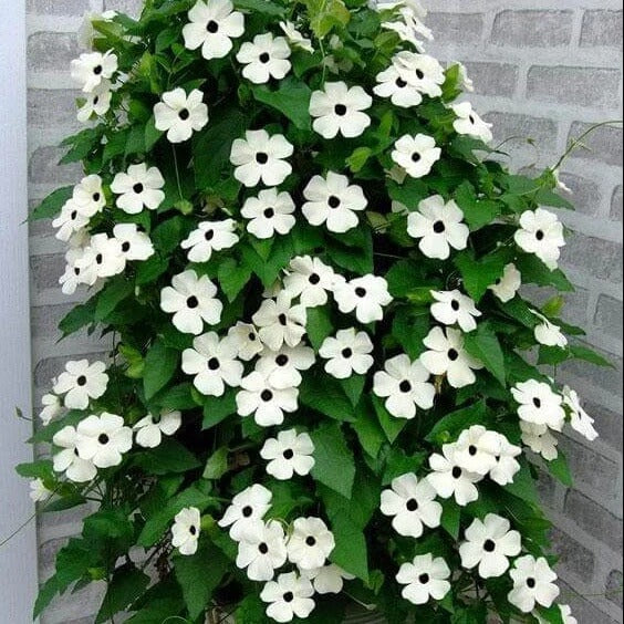 White Thunbergia Seeds