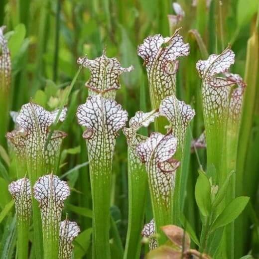 White Top Pitcher Plant Seeds
