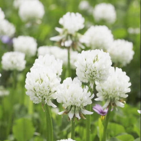 White Trifolium Repens Seeds - Flower Plant
