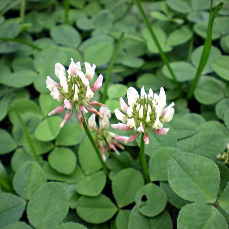 White Trifolium Repens Seeds - Flower Plant