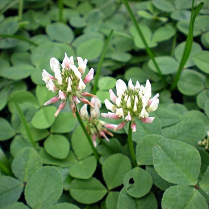 White Trifolium Repens Seeds - Flower Plant