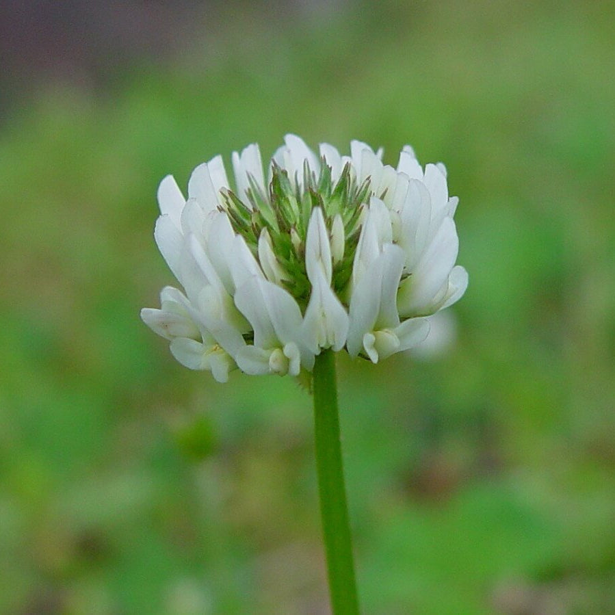 White Trifolium Repens Seeds - Flower Plant