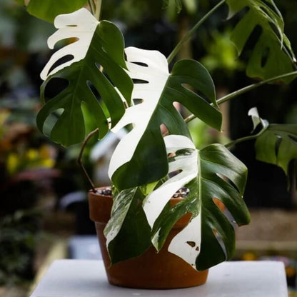 White Variegated Monstera Seeds - Flower Plant