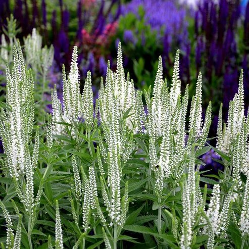 White Veronica Seeds - Heirloom Flower Plant for Home Gardens