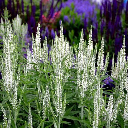 White Veronica Seeds - Heirloom Flower Plant for Home Gardens