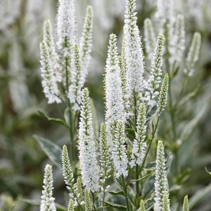 White Veronica Seeds - Heirloom Flower Plant for Home Gardens