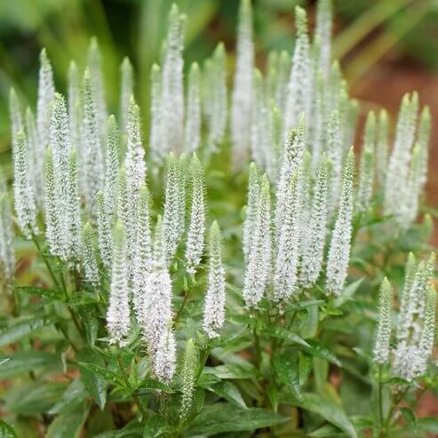 White Veronica Seeds - Heirloom Flower Plant for Home Gardens