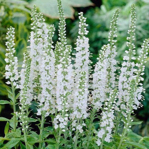 White Veronica Seeds - Heirloom Flower Plant for Home Gardens