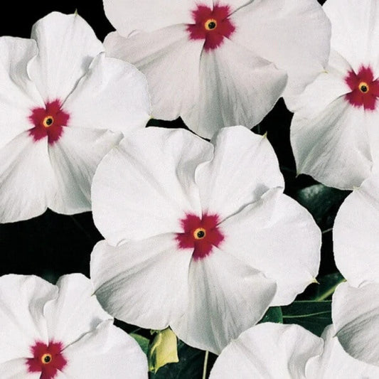 White Vinca Seeds - Flower Plant for Home Gardens