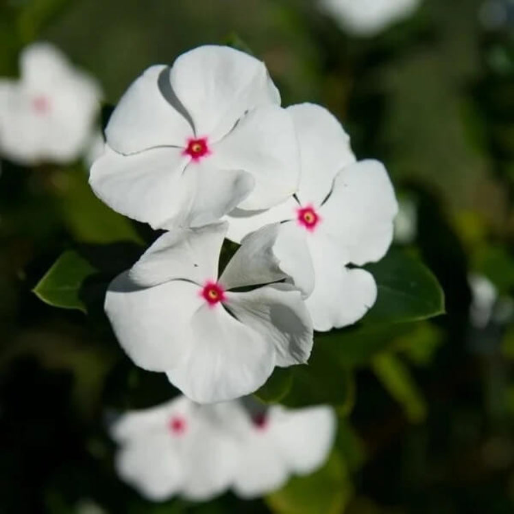 White Vinca Seeds - Flower Plant for Home Gardens