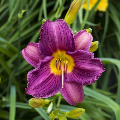 White Violet Daylily Seeds - Flower Plant