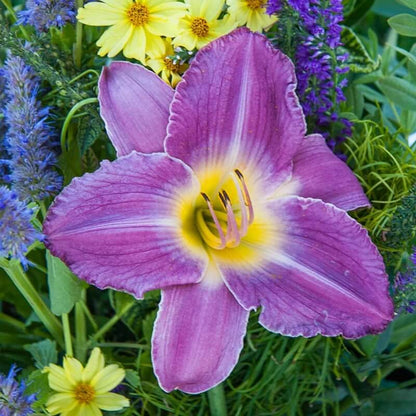 White Violet Daylily Seeds - Flower Plant