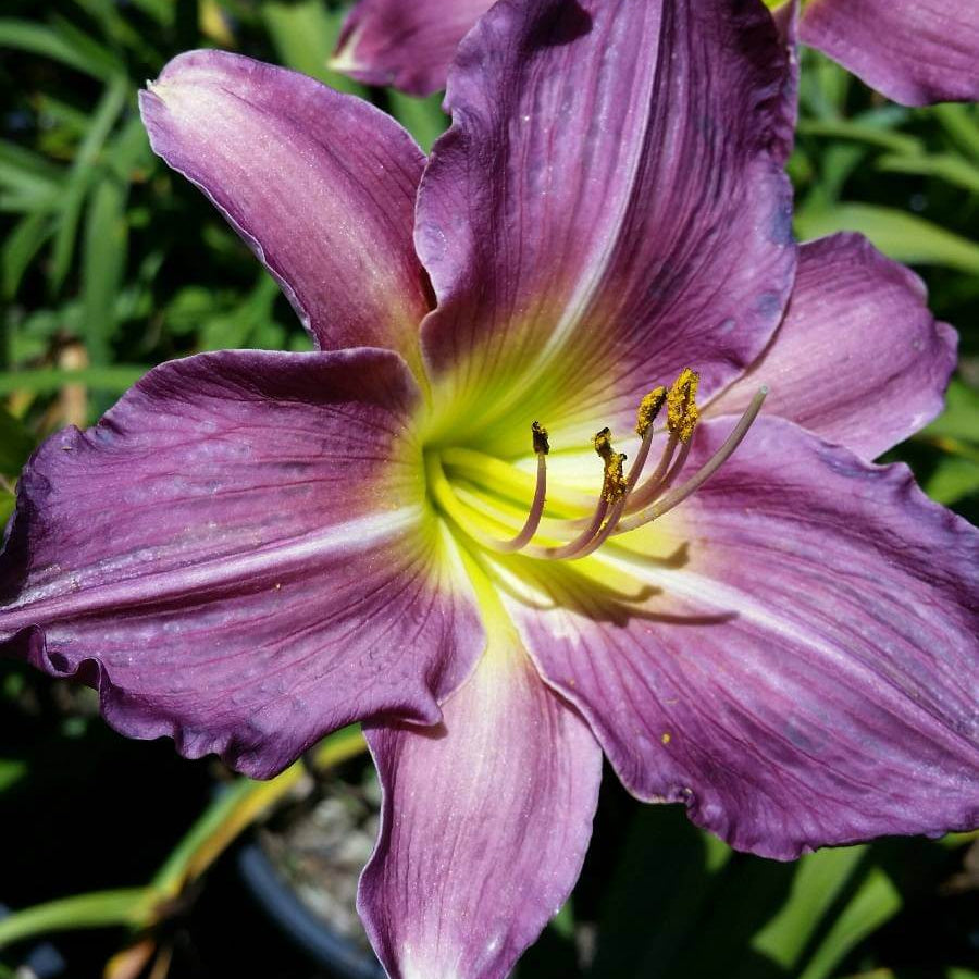 White Violet Daylily Seeds - Flower Plant