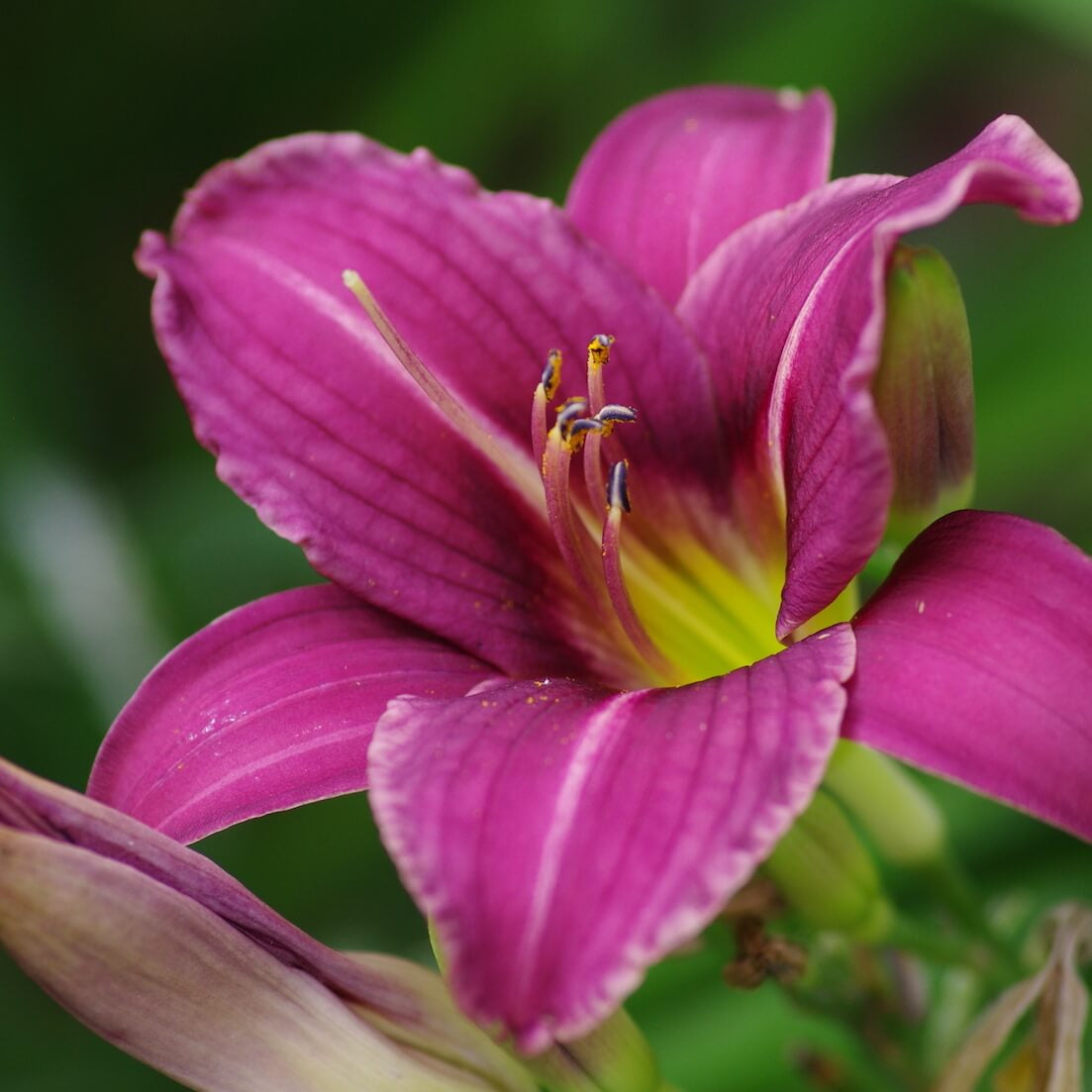 White Violet Daylily Seeds - Flower Plant