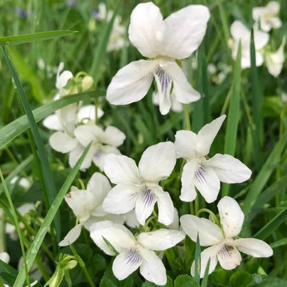White Violet Seeds