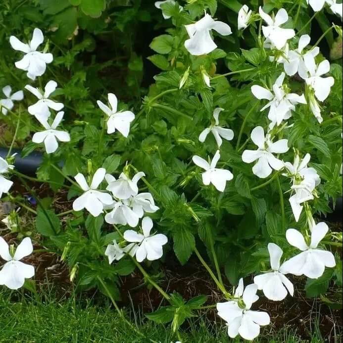 White Violet Seeds