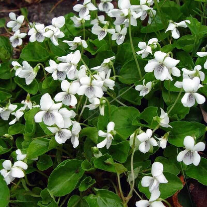 White Violet Seeds