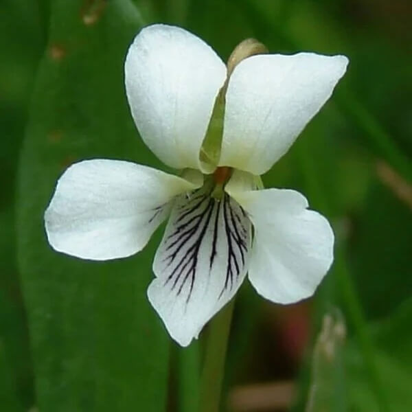 White Violet Seeds