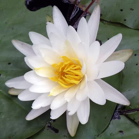 White Water Lily Nymphaea Seeds