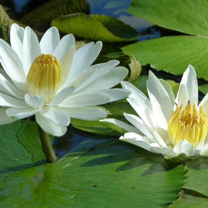 White Water Lily Nymphaea Seeds
