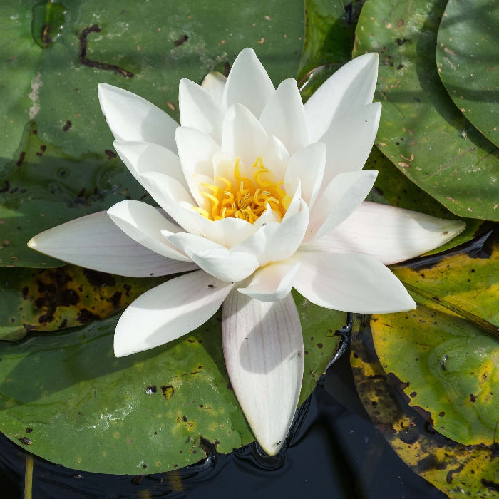 White Water Lily Nymphaea Seeds
