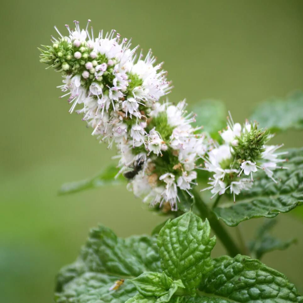 White Wood Mint Seeds - Herbal Plant