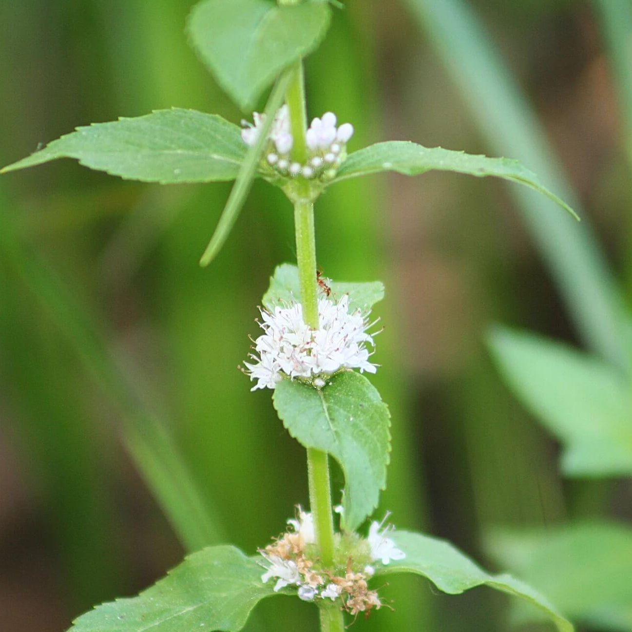 White Wood Mint Seeds - Herbal Plant