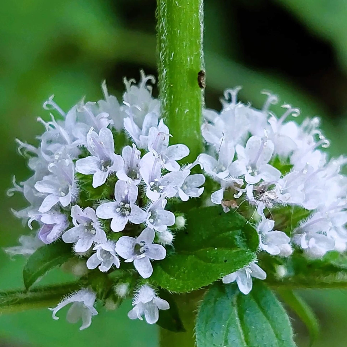 White Wood Mint Seeds - Herbal Plant