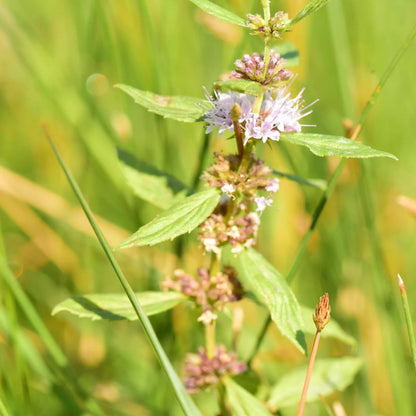 White Wood Mint Seeds - Herbal Plant