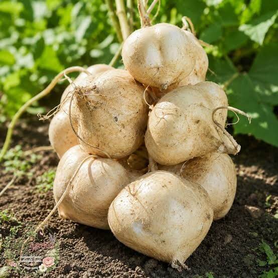 White Yam Seeds 