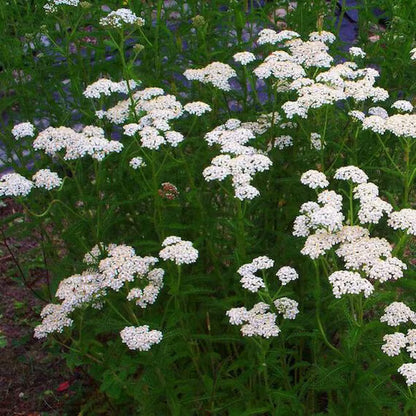White Yarrow Seeds 