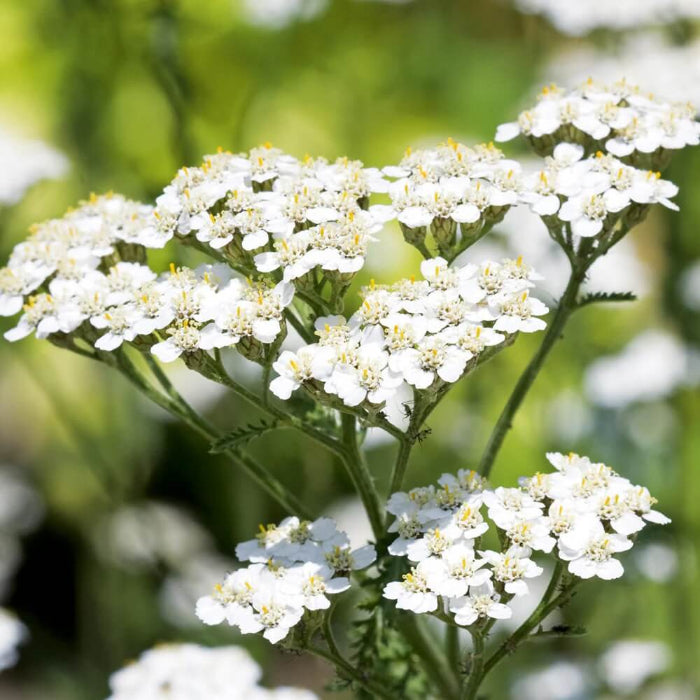 White Yarrow Seeds - Herbal Plant