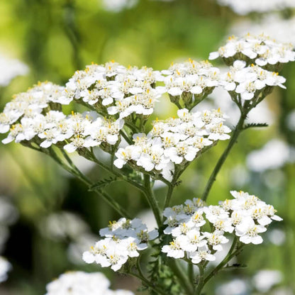 White Yarrow Seeds - Herbal Plant