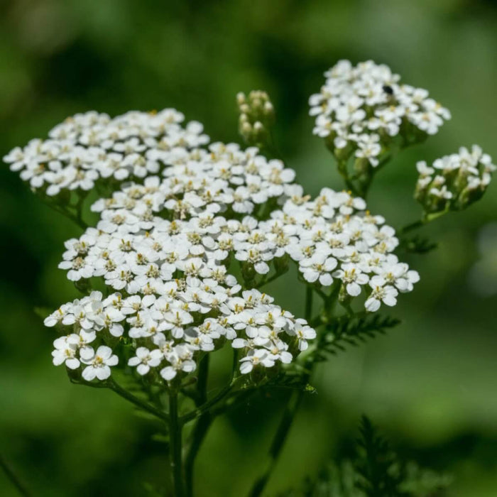White Yarrow Seeds - Herbal Plant