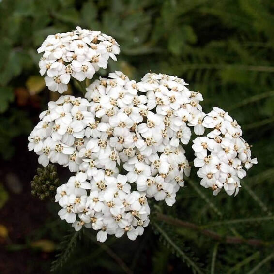 White Yarrow Seeds 