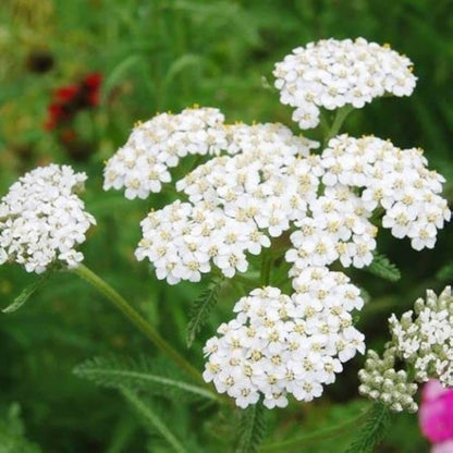 White Yarrow Seeds 