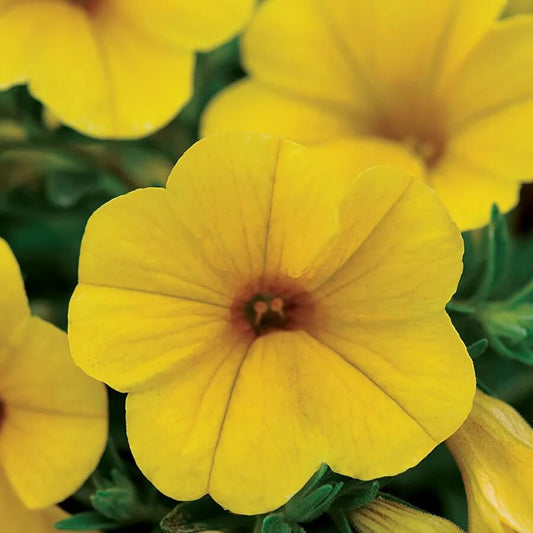 White Yellow Calibrachoa Seeds - Flower Plant