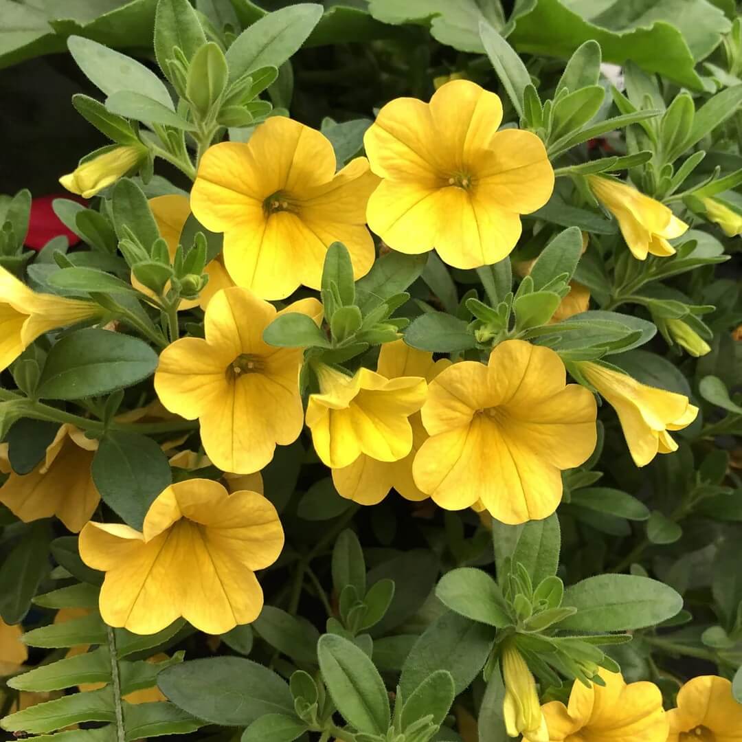 White Yellow Calibrachoa Seeds - Flower Plant