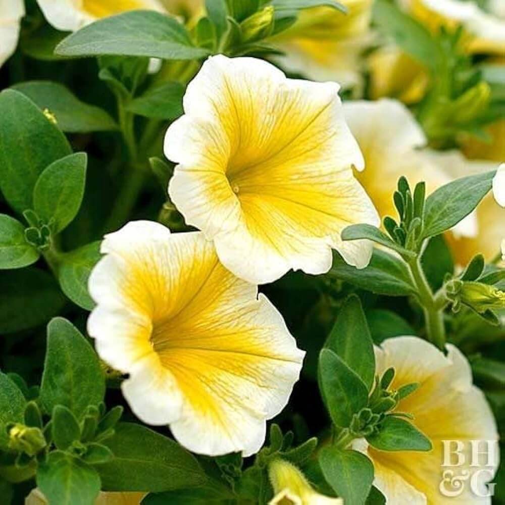 White Yellow Calibrachoa Seeds - Flower Plant