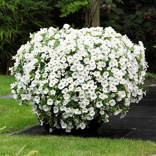 White Yellow Calibrachoa Seeds - Flower Plant